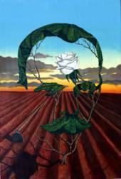 39. Cultivo una rosa blanca_377x559_170x252